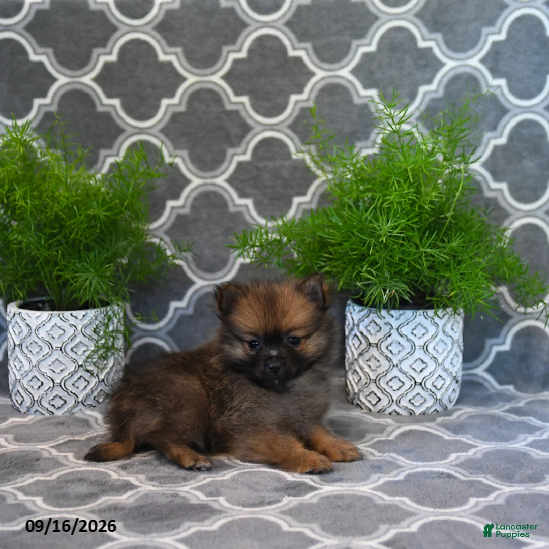 Pomeranian dogs for sale: Rodger - Ad 2