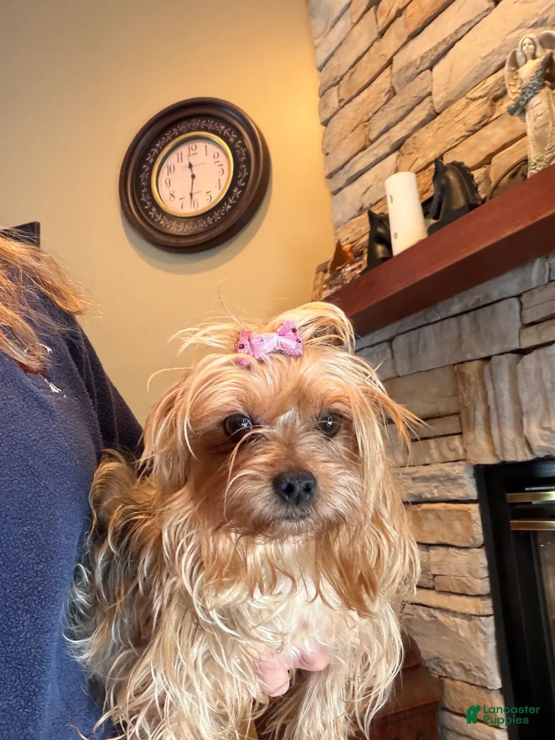 Yorkshire Terrier dogs for sale: Gucci - Ad 4