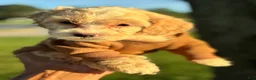 Cockapoo dogs for sale:  7. Tanner - Ad 4