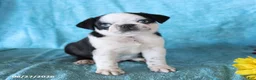 Pug dogs for sale: Sparkle - Ad 3