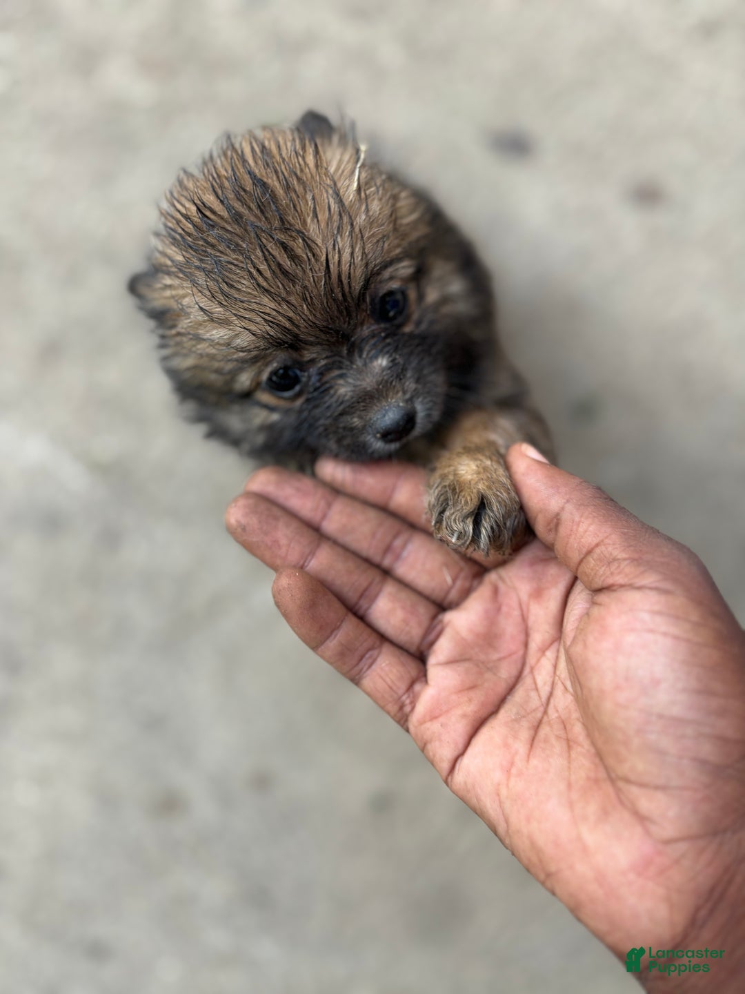 Pomeranian dogs for sale: Jerome - Ad 3