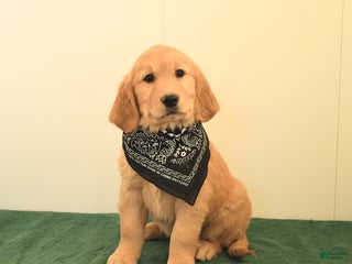 Golden Retriever dogs - Ad 30