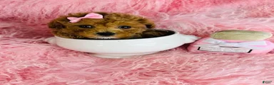 Toy Poodle Puppy 2