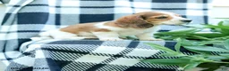 Miniature Dachshund dogs for sale: Curly - Ad 5