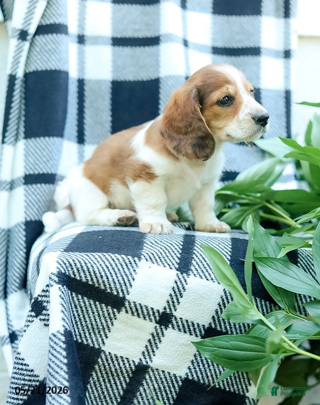 Miniature Dachshund dogs for sale: Curly - Ad 5