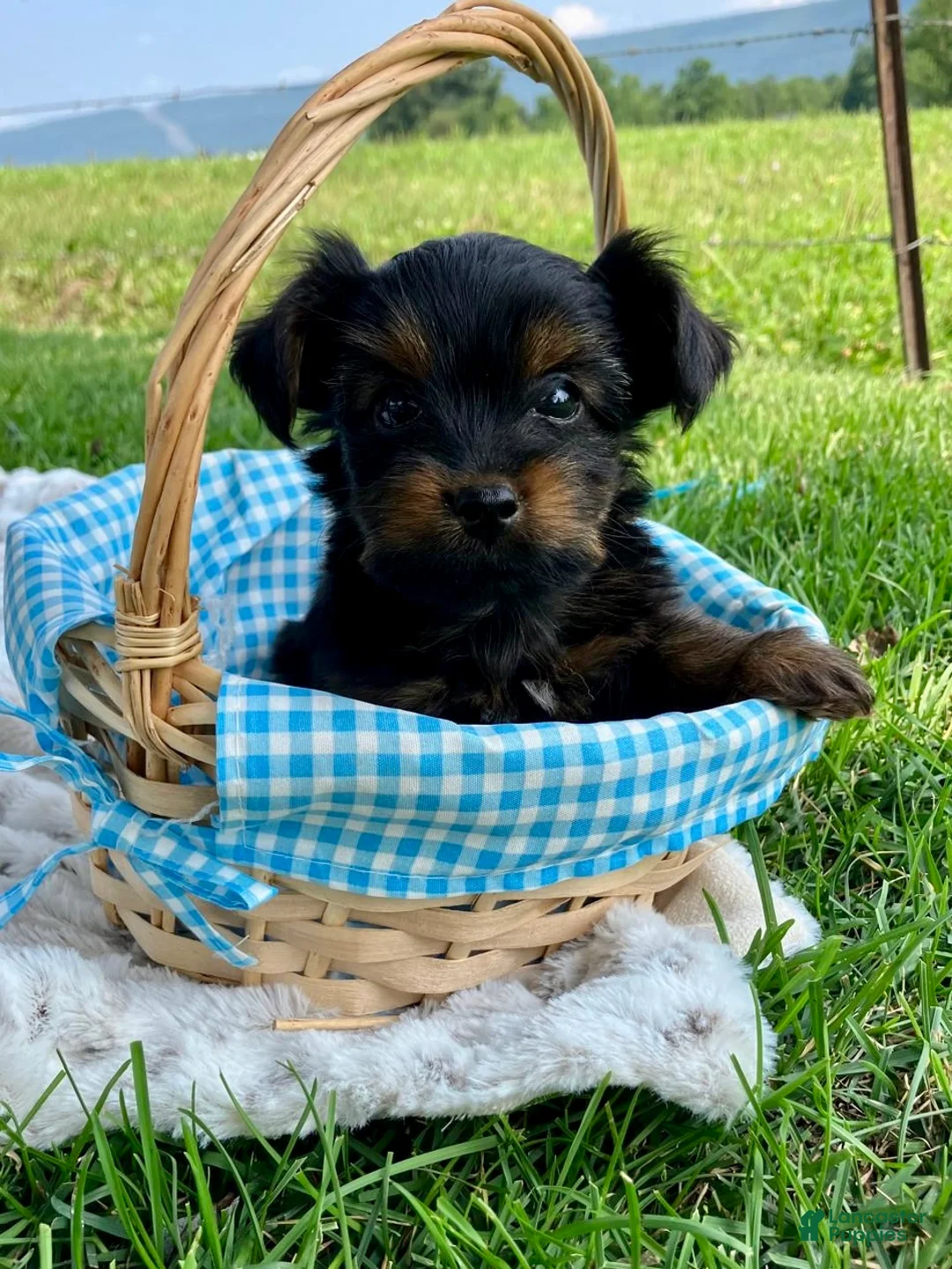 Yorkshire Terrier dogs for sale: Snickers - Ad 2