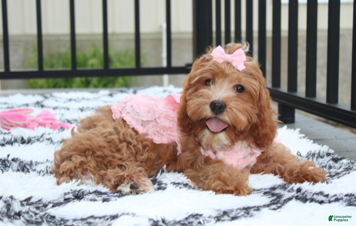 Cockapoo dogs Felicity  - Ad 1