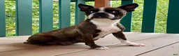 Boston Terrier dogs for sale: Miss Macy - Ad 9