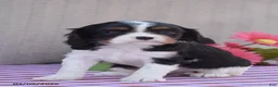 Cavalier King Charles Spaniel dogs for sale: Beverly - Ad 3
