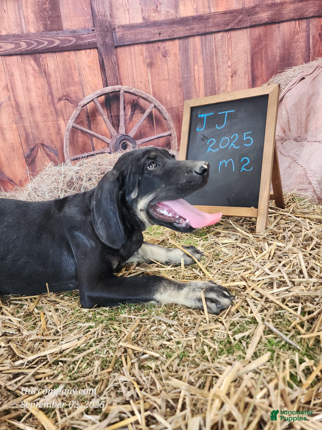 Catahoula Leopard Dog dogs for sale: JJ 2025 Male 2 - Ad 5