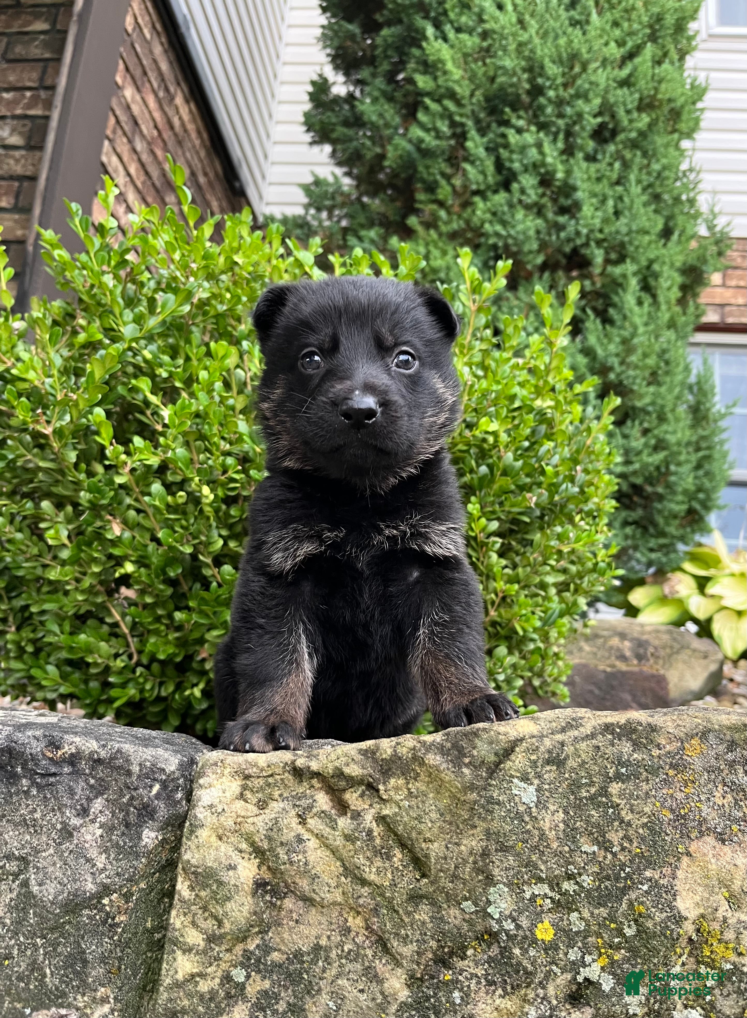 German Shepherd dogs Nyrah - Ad 1