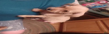 Mixed Breed 3