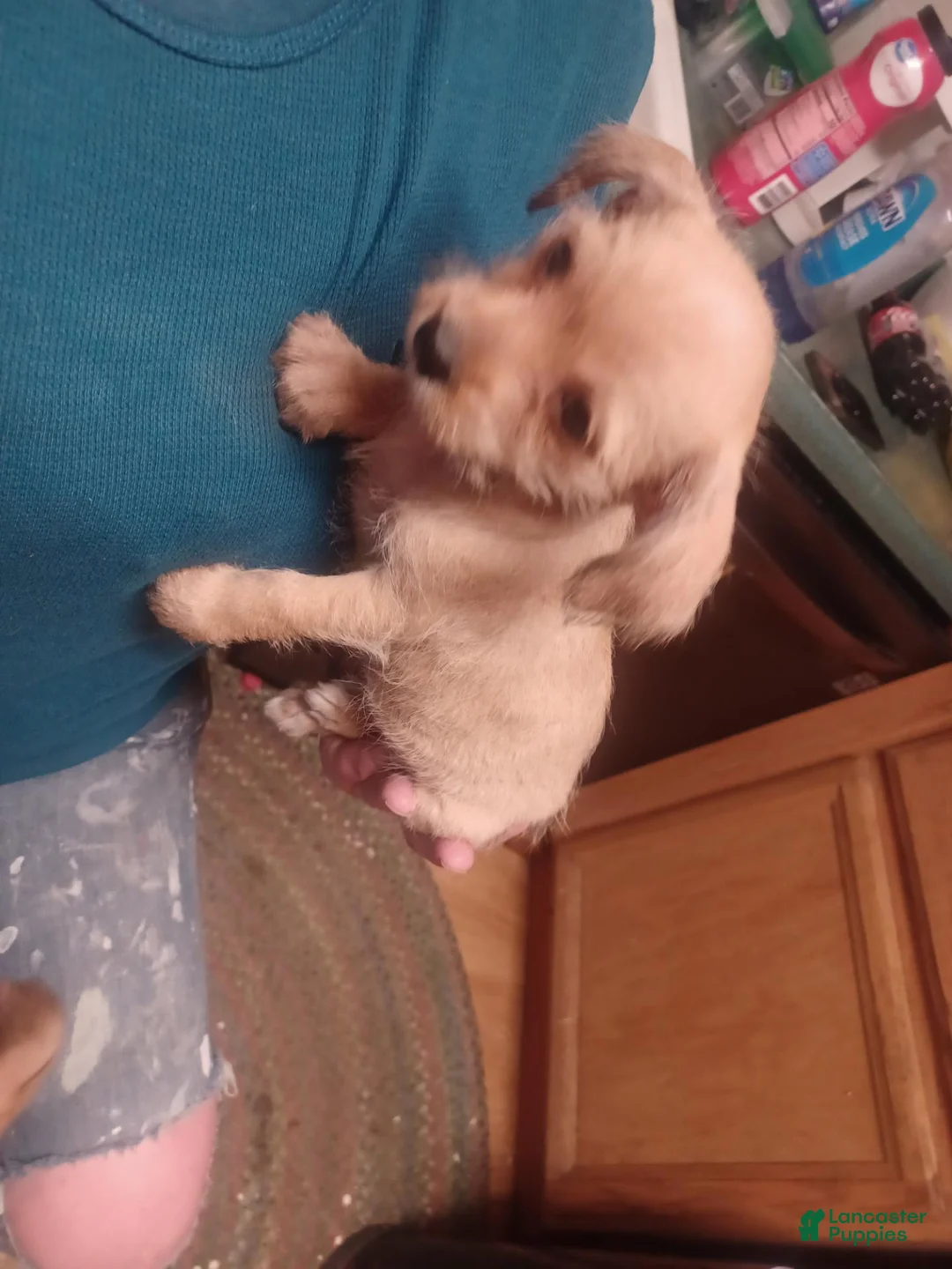 Mixed Breed dogs for sale: Mixed Breed 3 - Ad 1