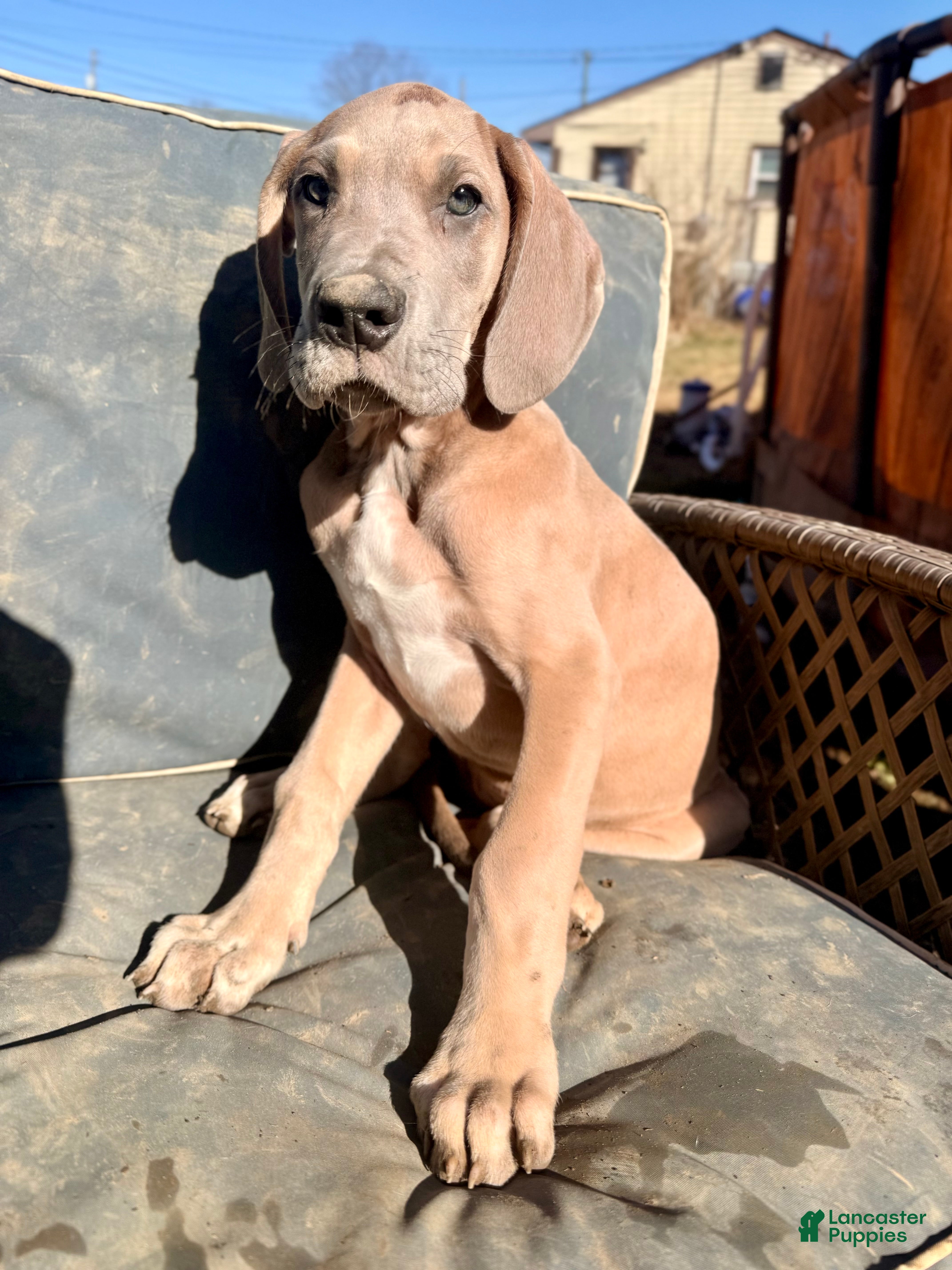 Great Dane dogs Blue Fawn (Heavy Euro) - Ad 2