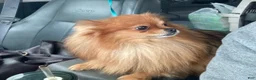 Mixed Breed dogs for sale: Lucky - Ad 6