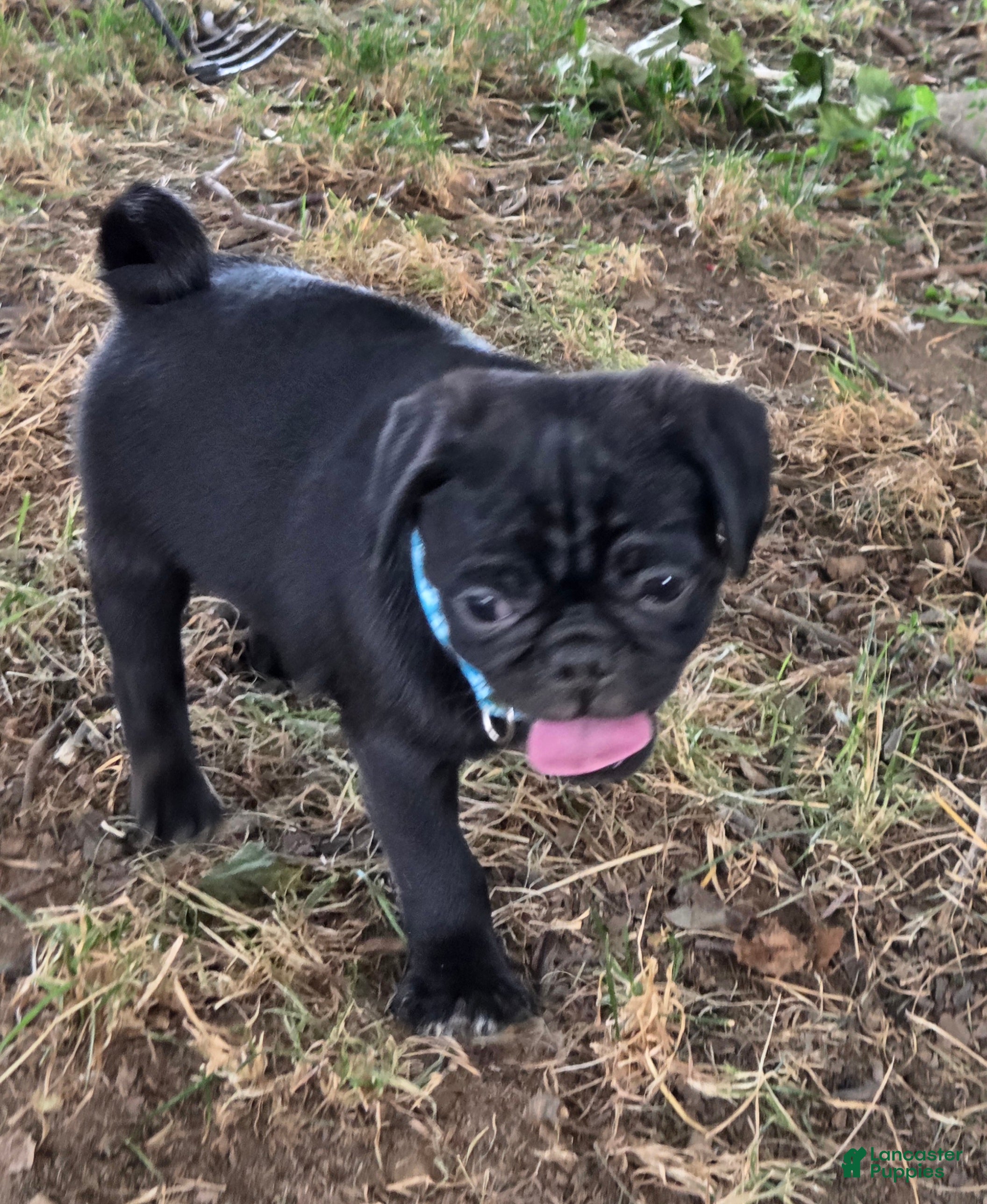 Pug dogs Bruno  - Ad 2