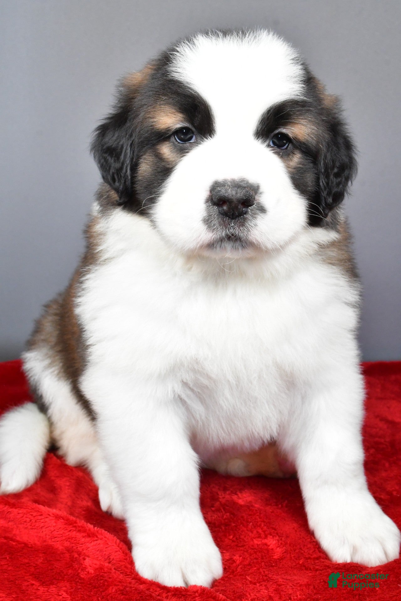 Saint Bernard dogs reese - Ad 14