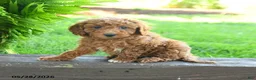 Miniature Poodle dogs for sale: Tatum - Ad 3