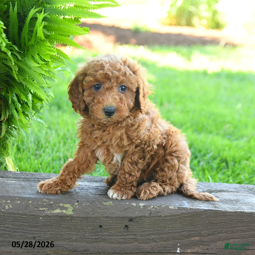 Miniature Poodle dogs for sale: Tatum - Ad 3