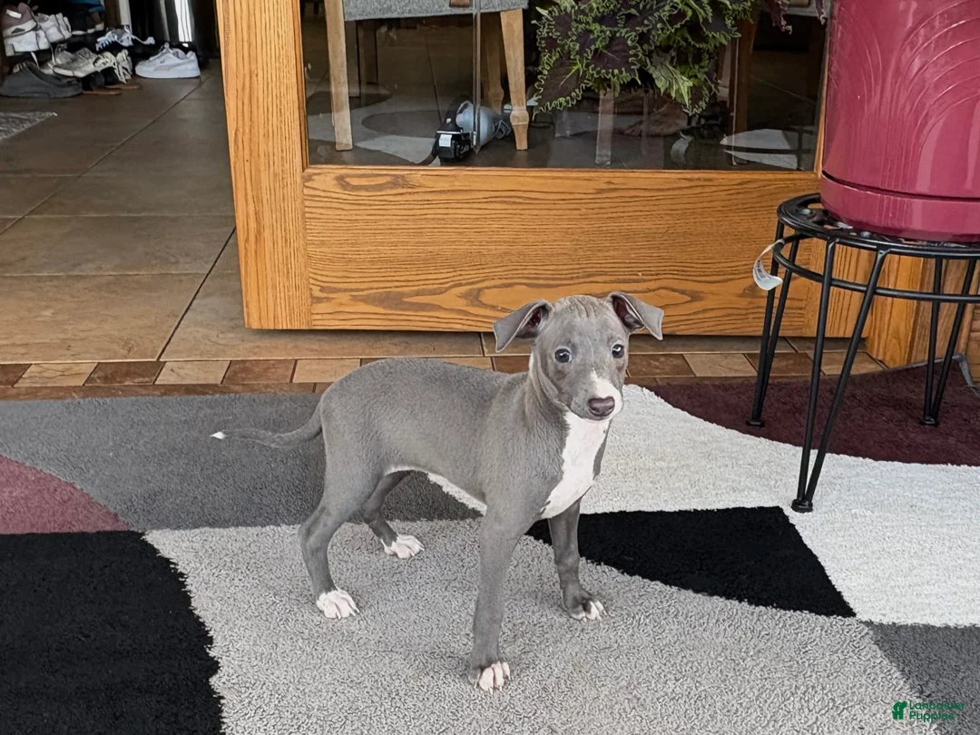 Italian Greyhound dogs for sale: Sonya - Ad 8