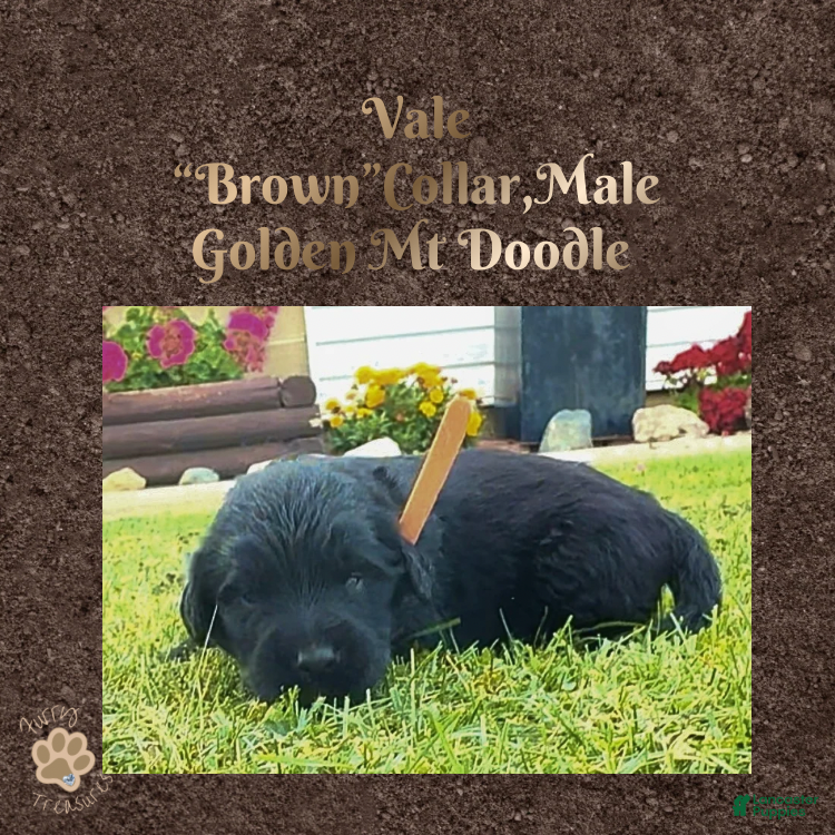 Mixed Breed dogs ⭐ Vale — Brown Collar • Male • Golden Mt Doodle - Ad 4