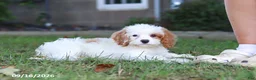 Cavapoochon dogs for sale: Harlow - Ad 4