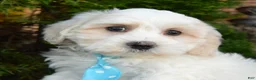 Maltipoo dogs for sale: Max - Ad 9