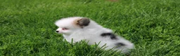 Pomeranian dogs for sale: Cora - Ad 9