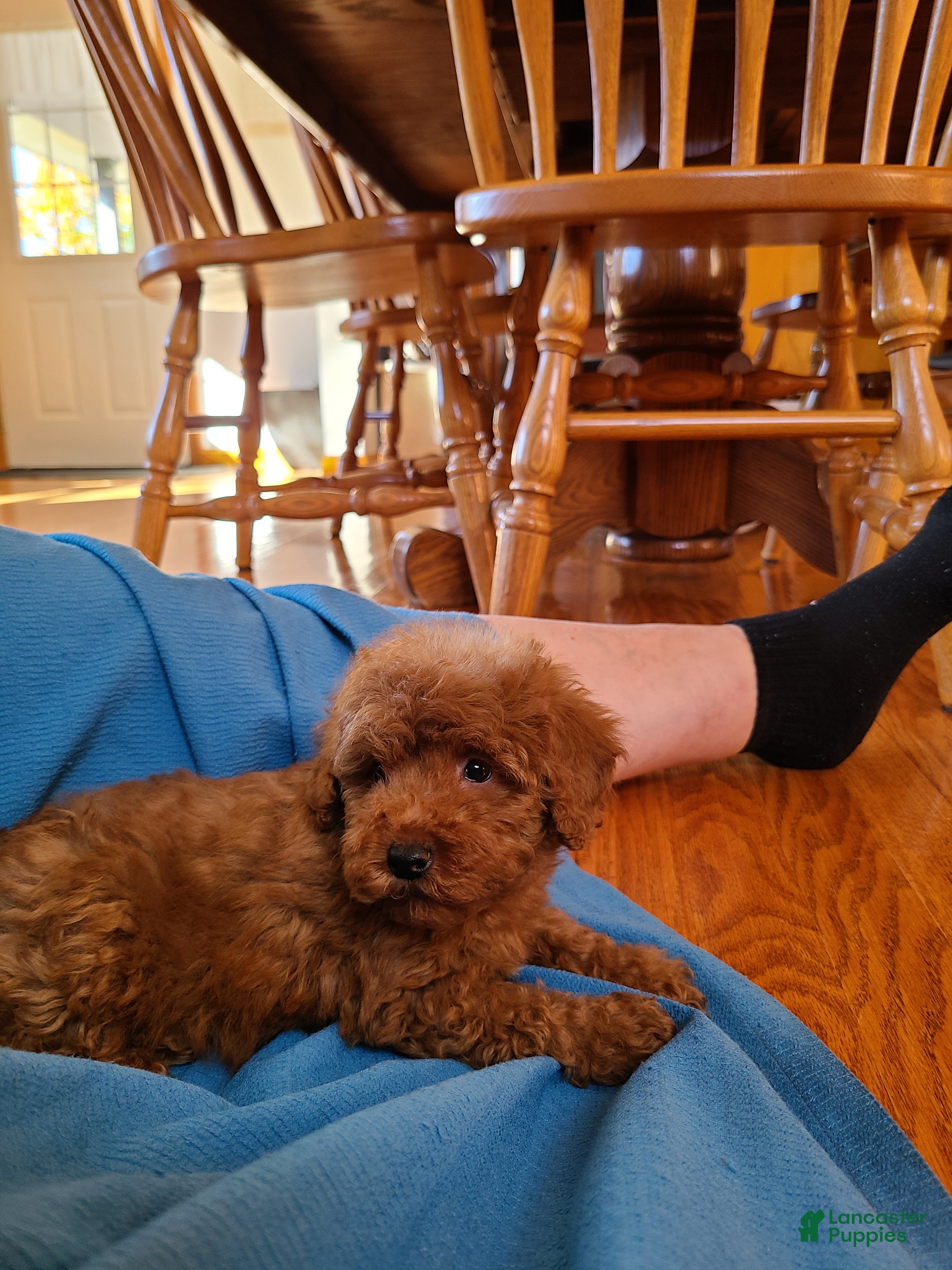 Miniature Poodle dogs for sale: Chloe - Ad 1