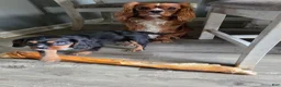 Cavalier King Charles Spaniel dogs for sale: Guinness  - Ad 2