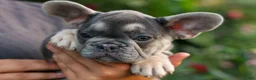 French Bulldog dogs for sale:  Flora Jane 🩷 - Ad 4