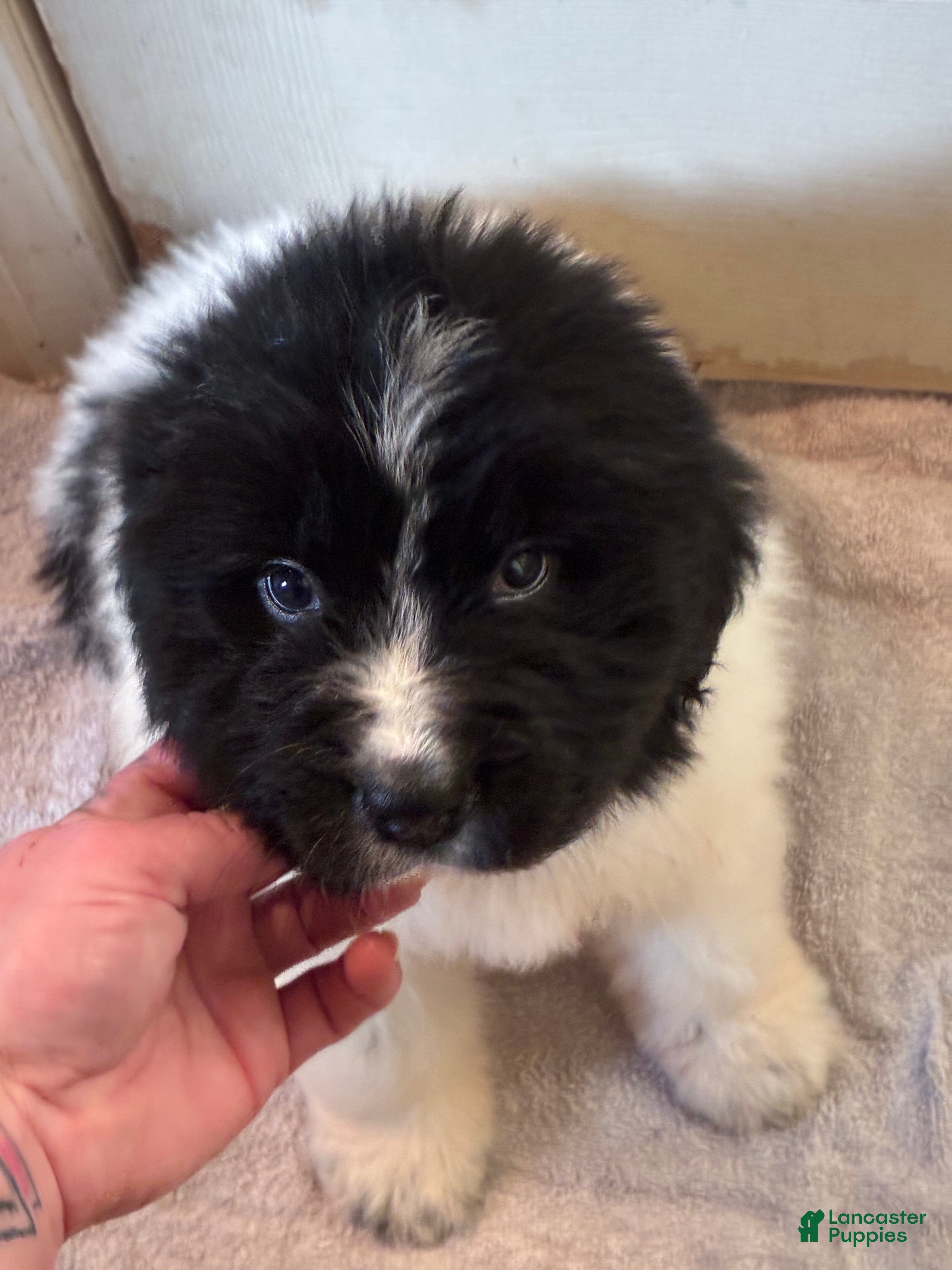 Newfoundland dogs Newfoundland Puppy 4 - Ad 31