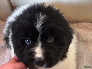 Newfoundland dogs Newfoundland Puppy 4 - Ad 2