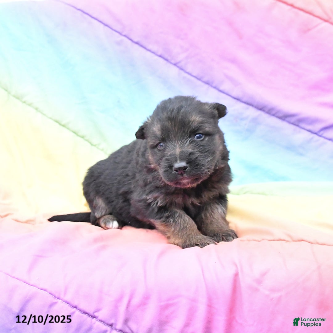 German Shepherd dogs for sale: Lexi  - Ad 2