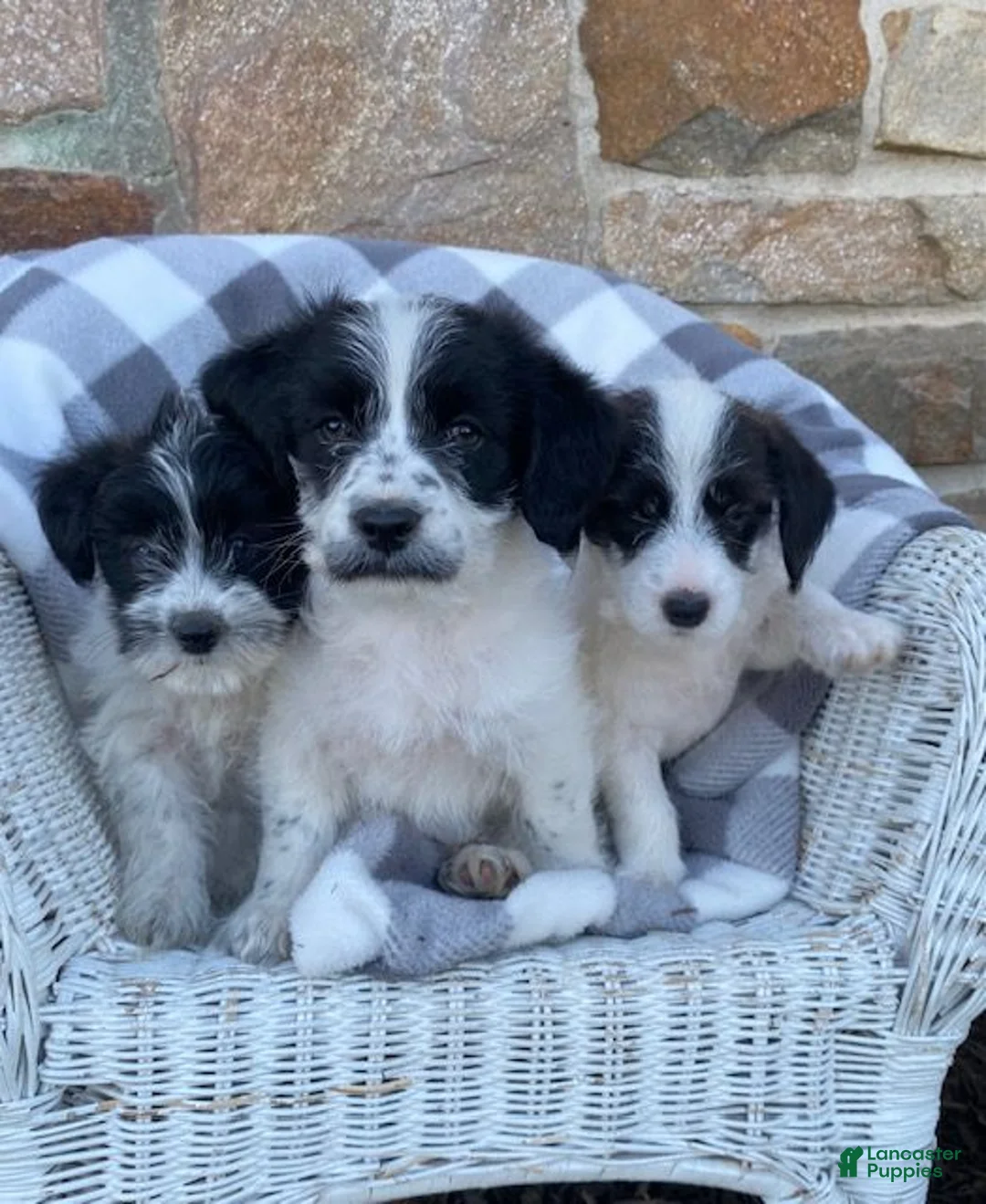 Mixed Breed dogs for sale: Dolly - Ad 5