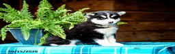 Pomsky dogs for sale: Teddy - Ad 2