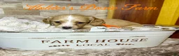 Miniature Dachshund dogs for sale: Happy - Ad 7
