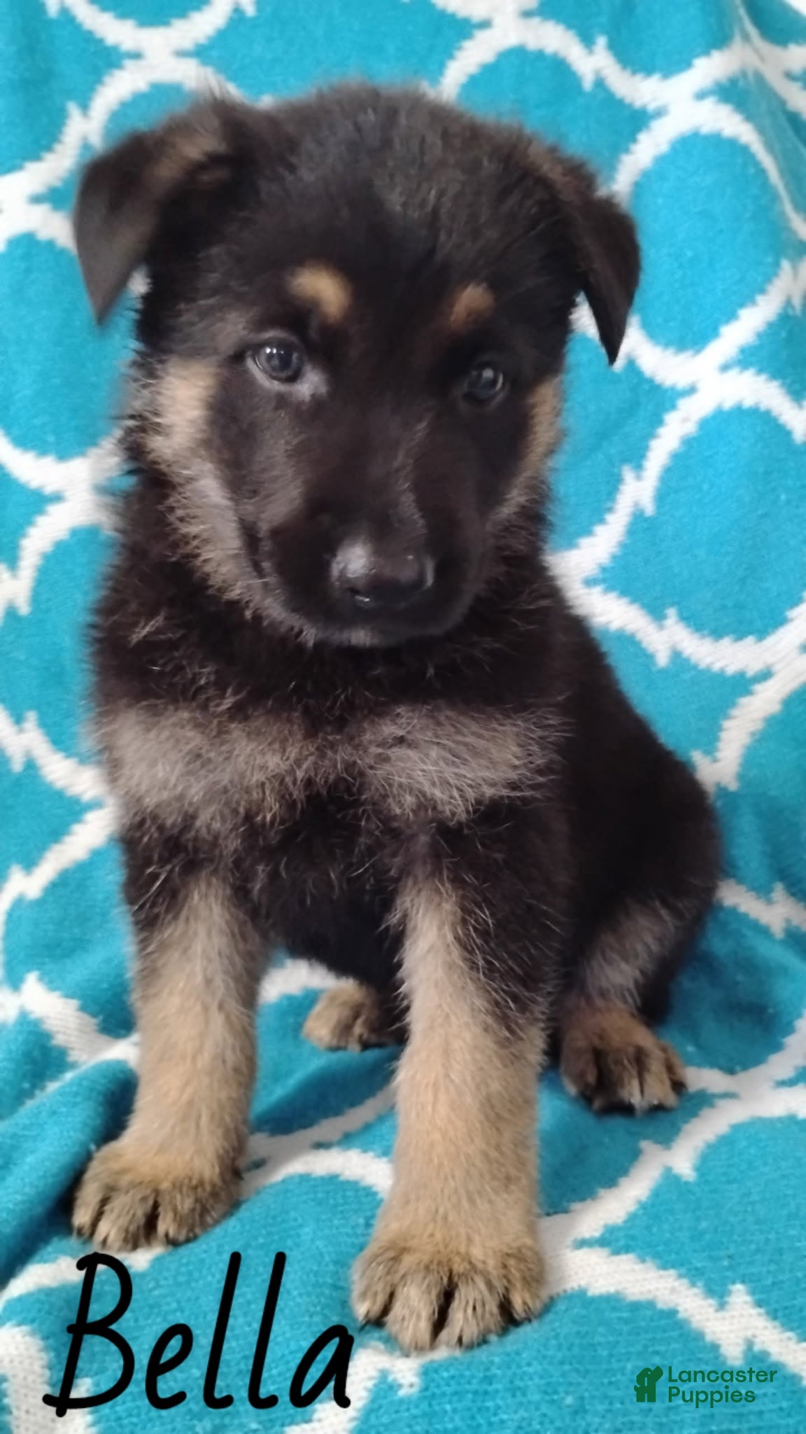 German Shepherd dogs Bella - Ad 32