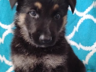 German Shepherd dogs Bella - Ad 27