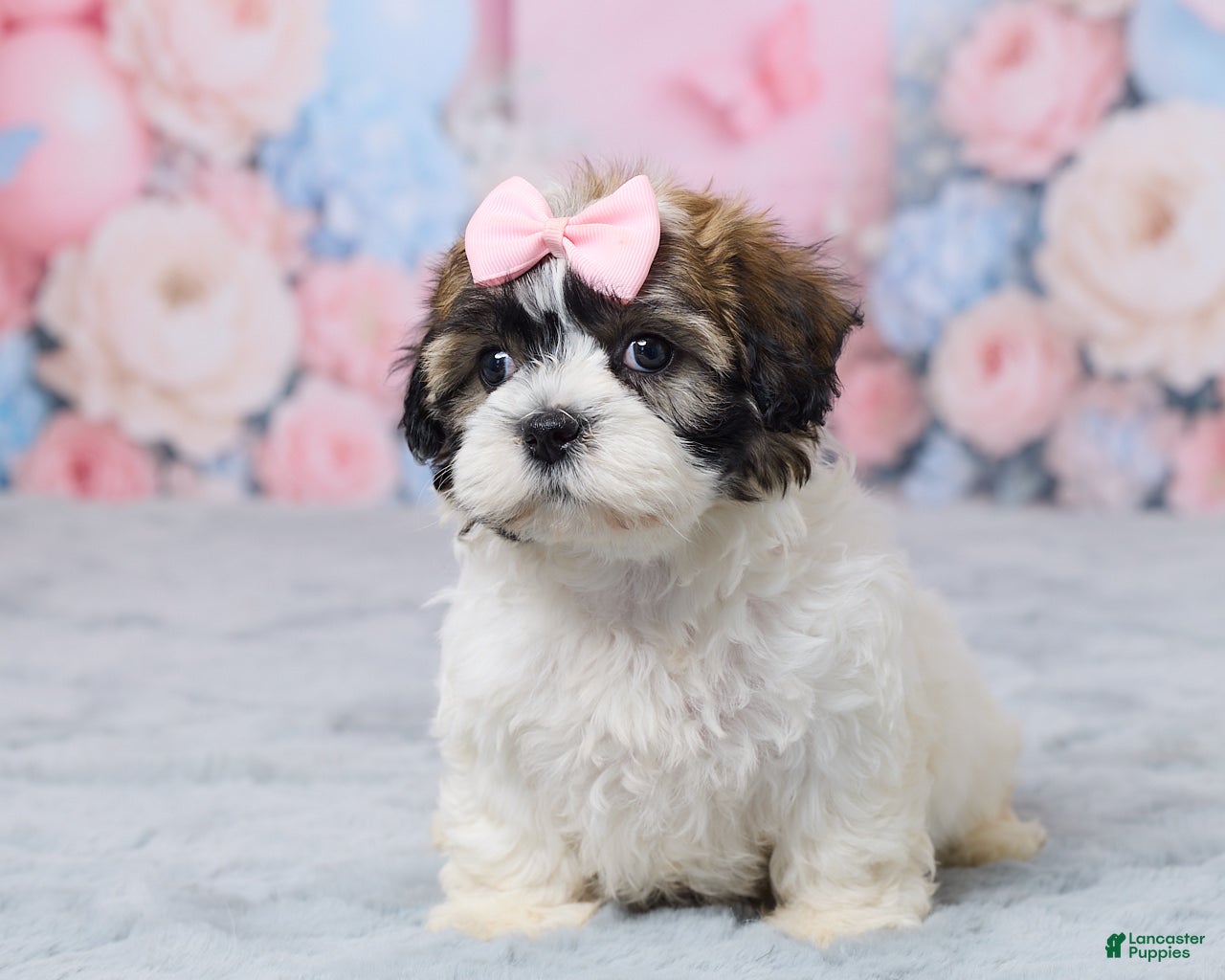 Teddy Bear dogs for sale: Millie - Ad 1