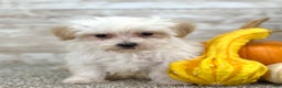 Maltipoo dogs for sale: Boy Martin - 0215 - Ad 1