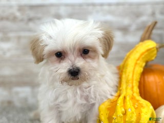 Maltipoo dogs Martin - Ad 21