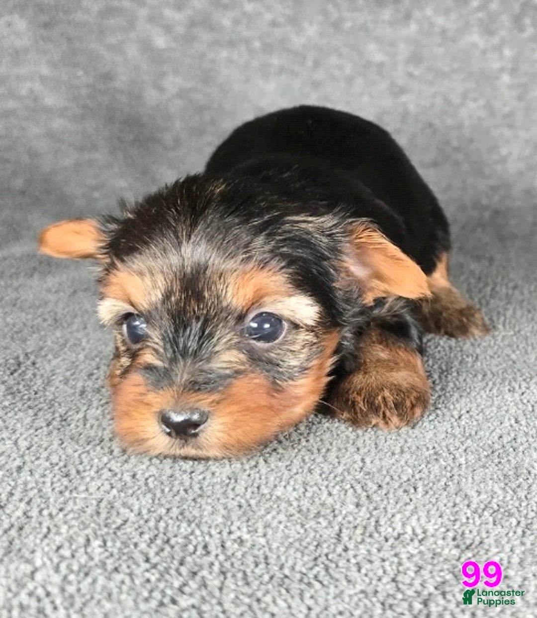 Yorkshire Terrier dogs for sale: 99 - Ad 2