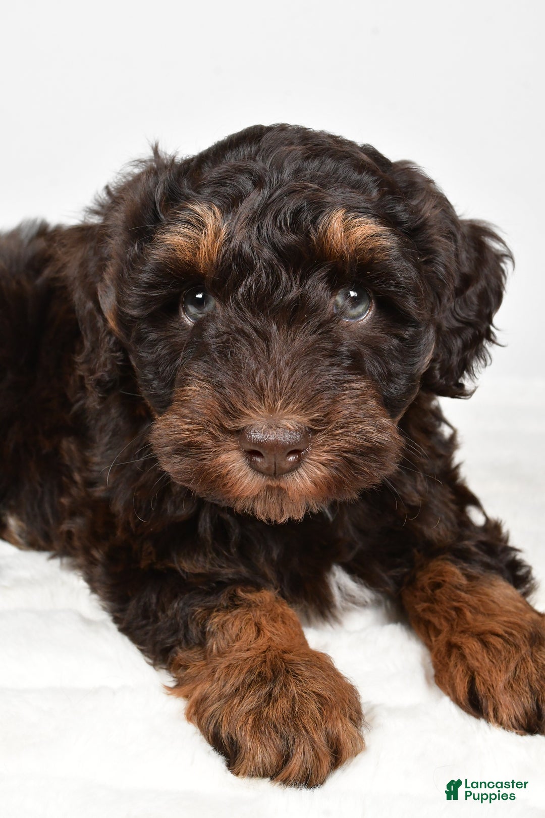 Mixed Breed dogs for sale: Mari - Ad 9