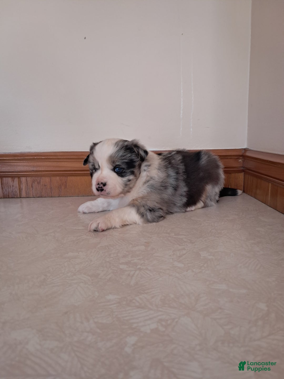 Miniature Australian Shepherd dogs for sale: Miniature Australian Shepherd Puppy 2 - Ad 2