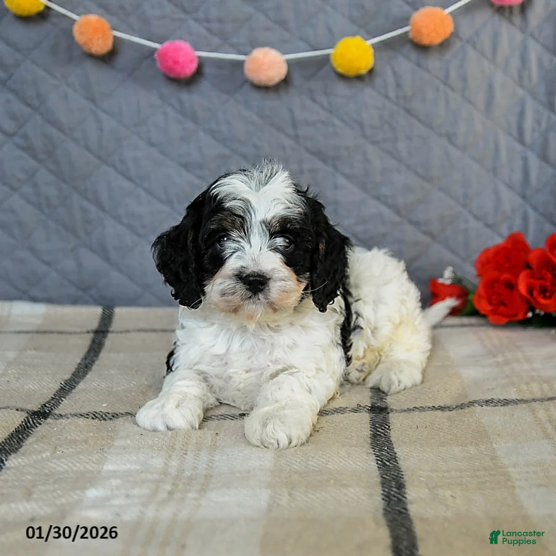 Cavapoo dogs for sale: Custard - Ad 4