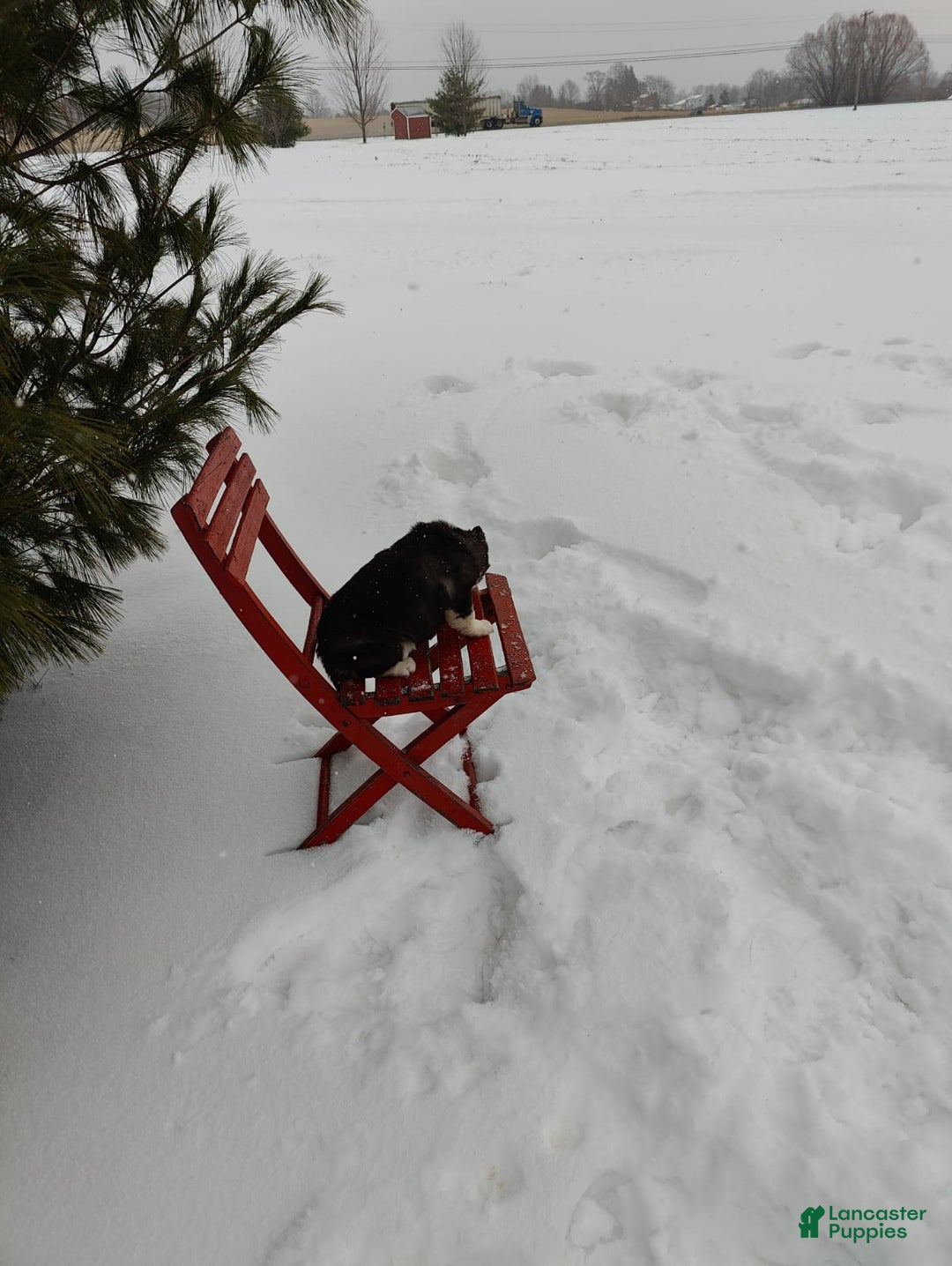 Siberian Husky dogs for sale: Lucy - Ad 6