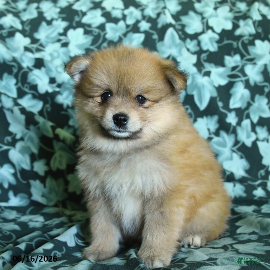 Pomeranian dogs Pete - Ad 1
