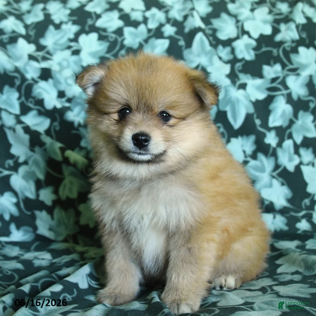 Pomeranian dogs for sale: Pete - Ad 1