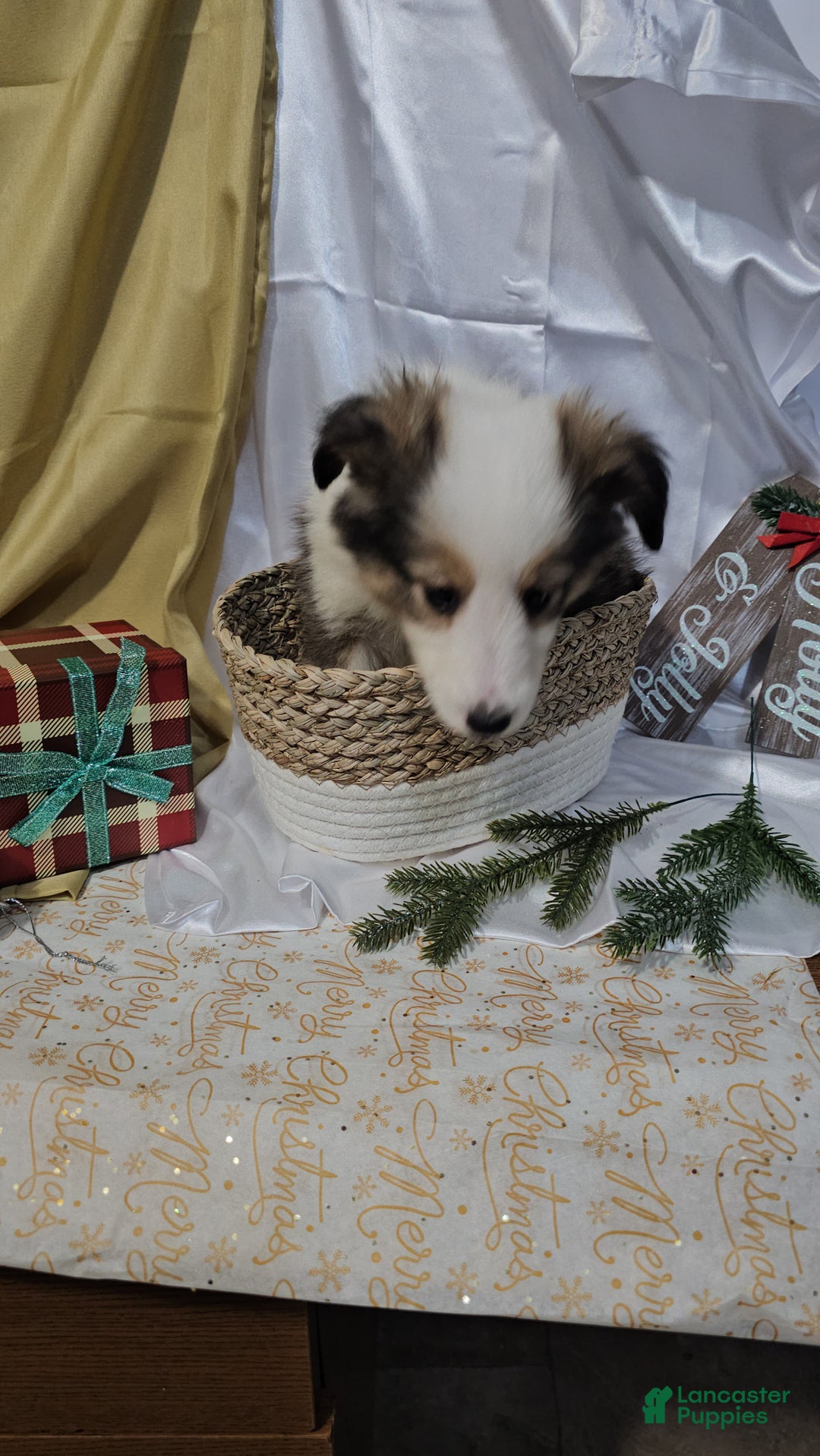 Shetland Sheepdog dogs for sale: Jingle - Ad 6